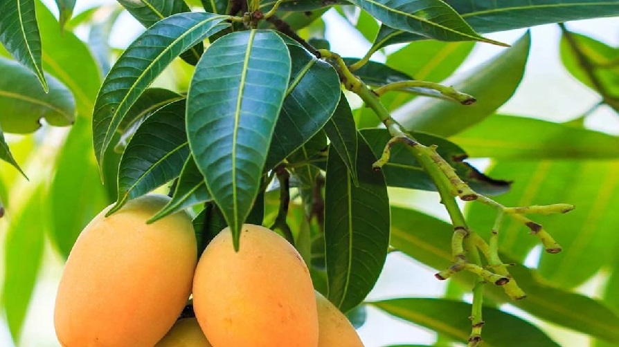 mangoes health benefits