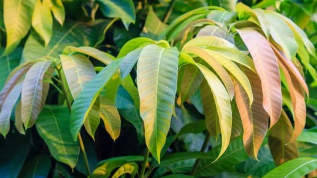 mango leaves